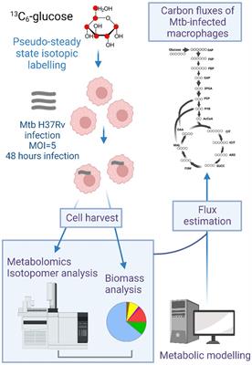 Metabolic flux reprogramming in Mycobacterium tuberculosis-infected human macrophages